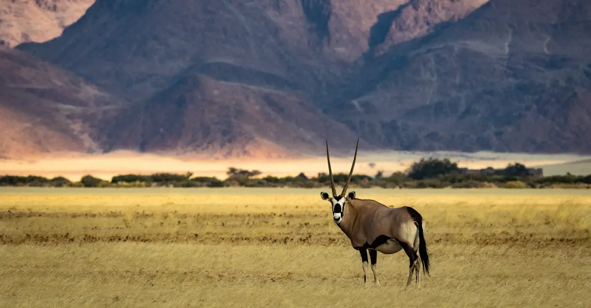 Oryx, Kulala, Namibia.