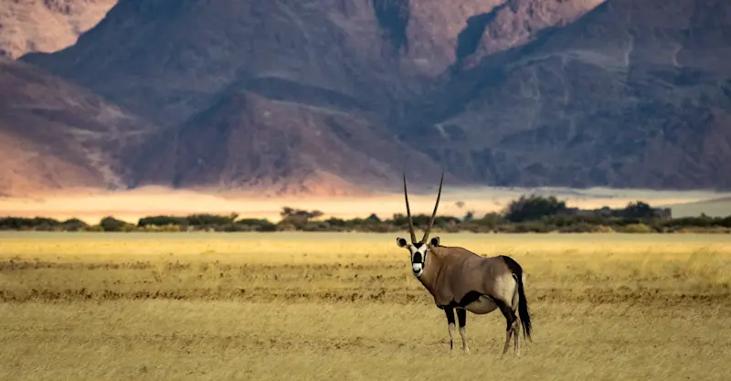 Oryx, Kulala, Namibia