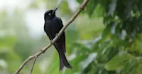 Spangled Drongo - Far North Queensland