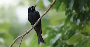 Spangled Drongo - Far North Queensland