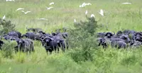 Cape buffaloes, Katavi National Park, Tanzania