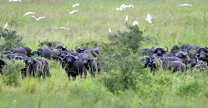 Cape buffaloes, Katavi National Park, Tanzania