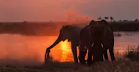 Elephants, Linyanti Private Reserve, Botswana.