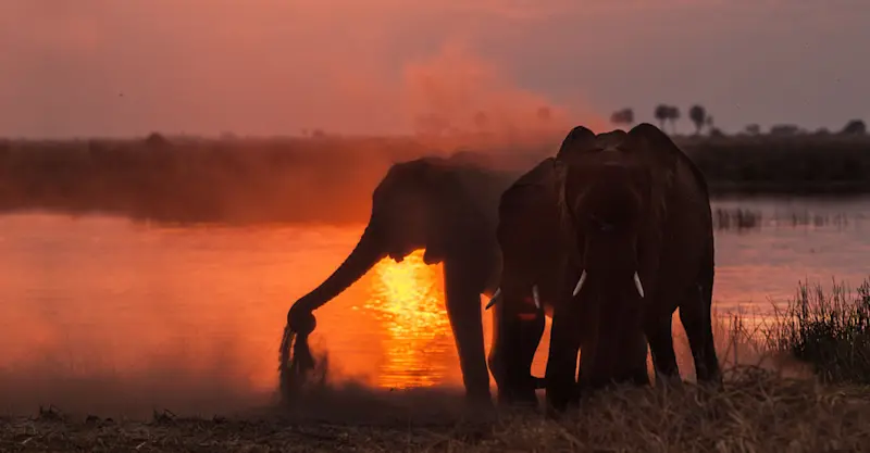 Elephants, Linyanti Private Reserve, Botswana.