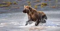 Brown bear, Lake Clark National Park & Preserve, Alaska.