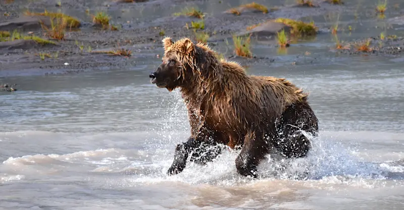 Brown bear, Lake Clark National Park & Preserve, Alaska.