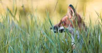 Red fox