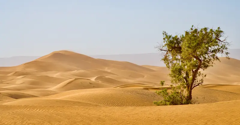 Tamarisk tree, Sahara, Morocco.
