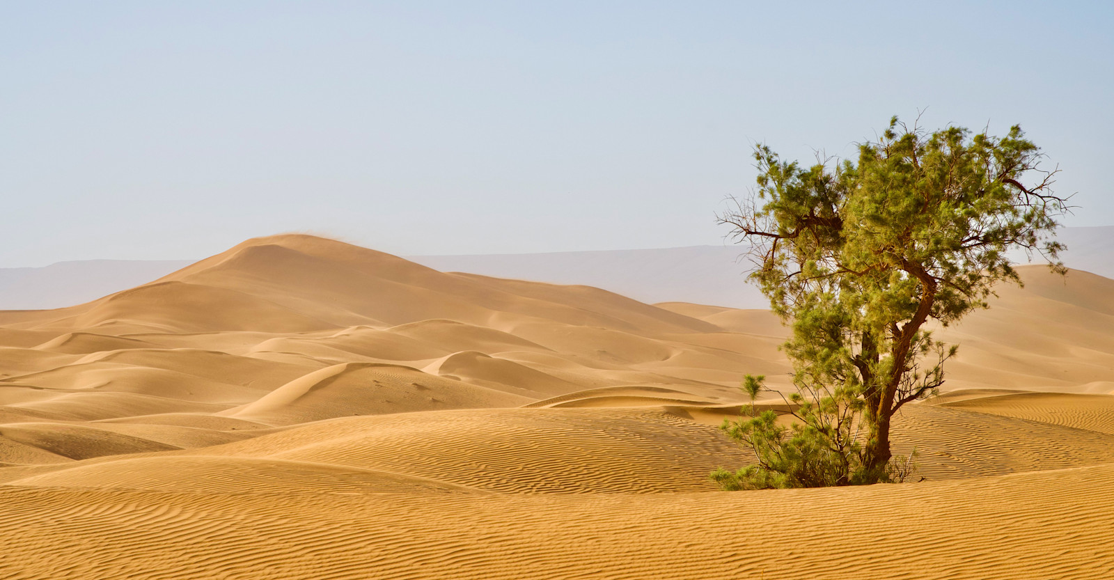 Tamarisk tree, Sahara, Morocco.