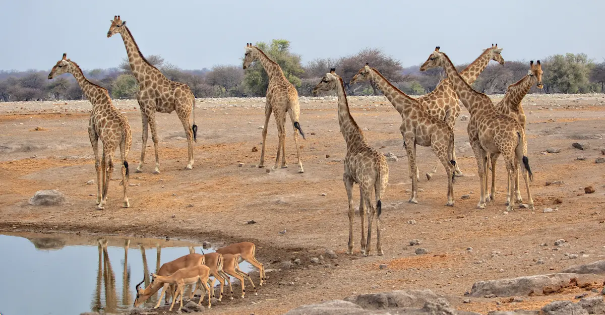 Watering hole in Etosha Heights, Namibia.