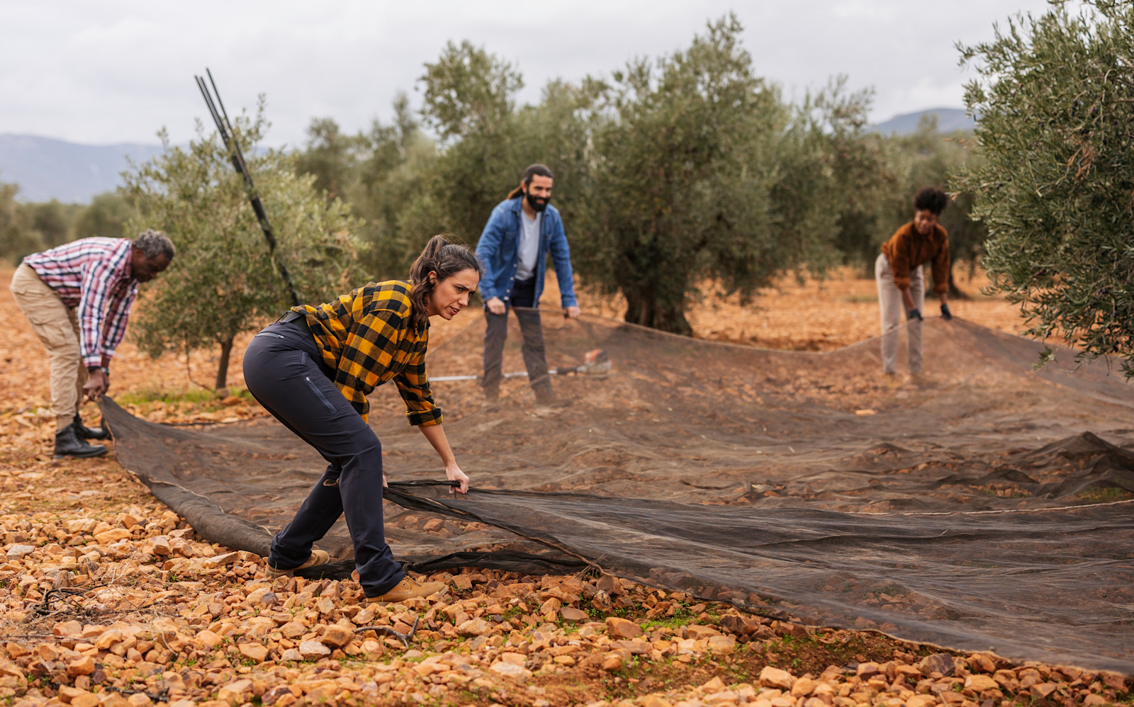 Olive farming, Alentejo, Portugal.