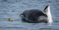 Orca whale and seal
