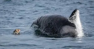 Orca whale and seal