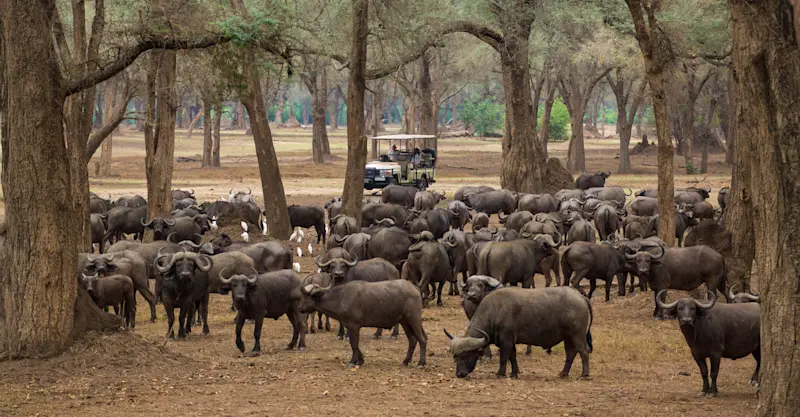 Cape buffalo, Lower Zambezi National Park, Zambia.