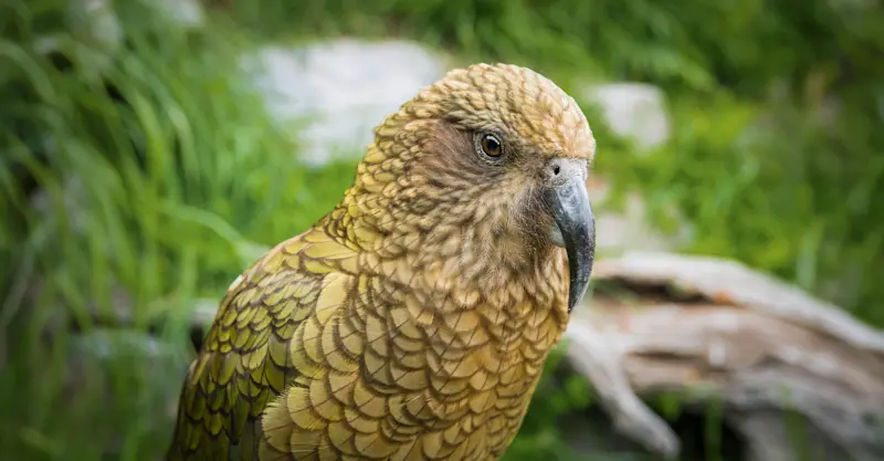 Kea, Arthur’s Pass, New Zealand.