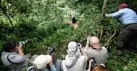 Nat Hab guests and baby mountain gorilla, Bwindi Impenetrable Forest National Park, Uganda.