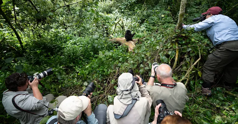 Nat Hab guests and baby mountain gorilla, Bwindi Impenetrable Forest National Park, Uganda.