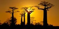 Baobabs, Ifaty, Madagascar.