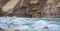 Snow Leopard, Indus River, Ladakh