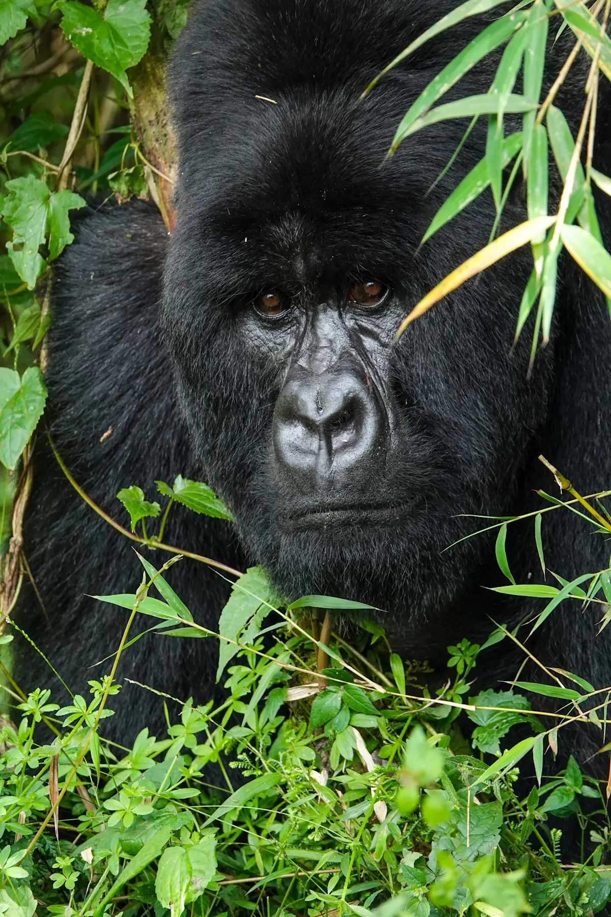 Mountain gorilla, Rwanda.