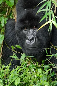 Mountain gorilla, Rwanda