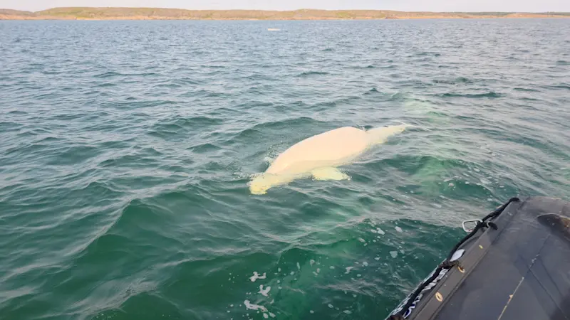 Beluga spotted in Churchill, Canada.