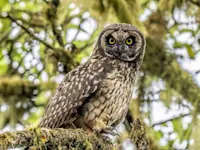 Short-eared owl, Santa Cruz Island, Galapagos, Ecuador.