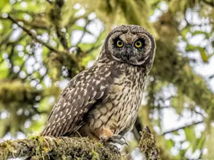 Short-eared owl, Santa Cruz Island, Galapagos, Ecuador.