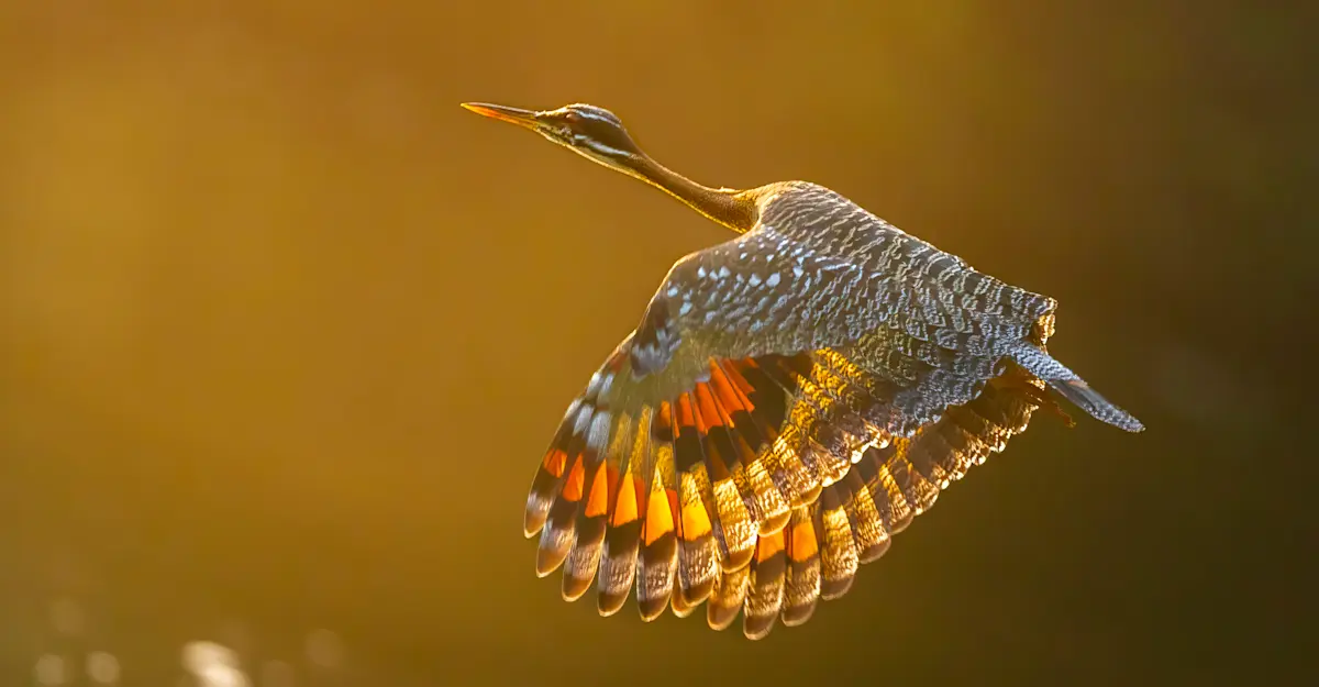 Sunbittern, Amazon.