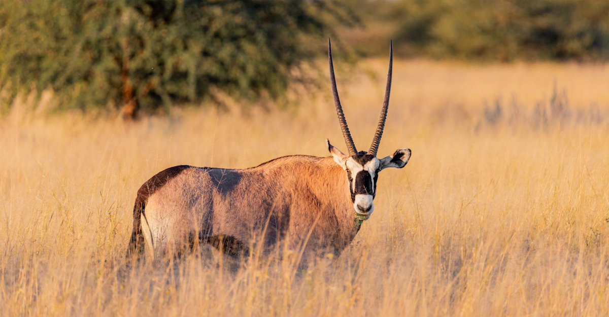 Oryx, Namibia.