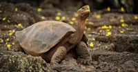 Galapagos Giant Tortoise, Santa Cruz Island, Galapagos Islands, Ecuador.