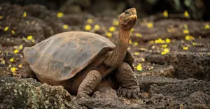 Galapagos Giant Tortoise, Santa Cruz Island, Galapagos Islands, Ecuador.