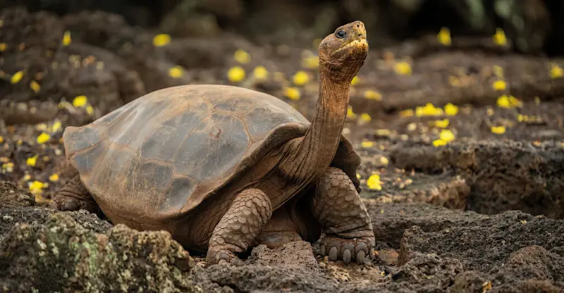 Galapagos Giant Tortoise, Santa Cruz Island, Galapagos Islands, Ecuador.
