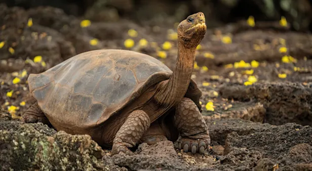 Galapagos Giant Tortoise, Santa Cruz Island, Galapagos Islands, Ecuador.