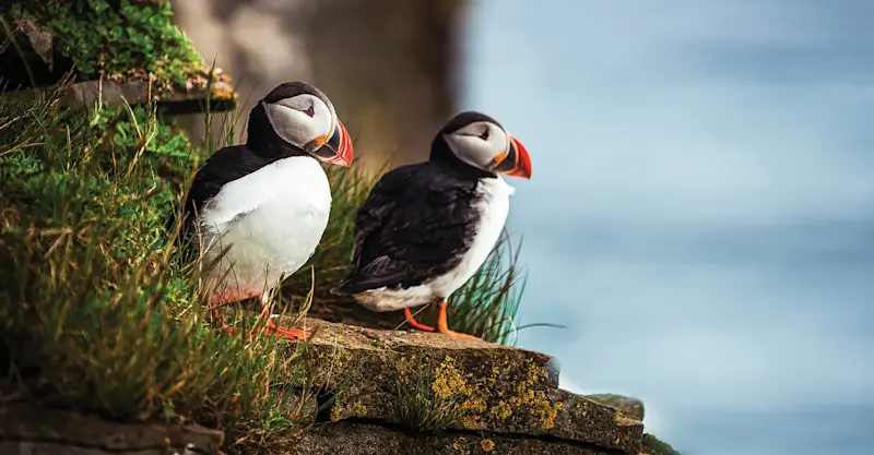 Atlantic puffin, Elliston Point, Newfoundland and Labrador.