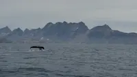 Humpback whale watching in East Greenland.