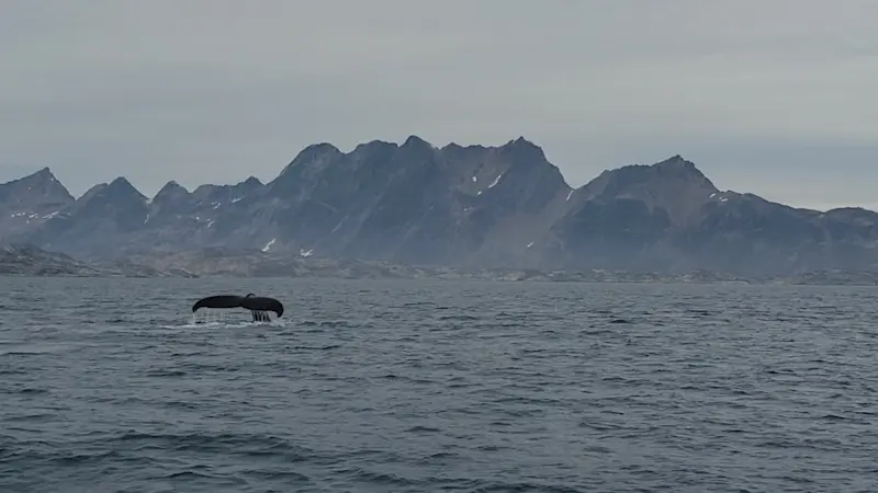 Humpback whale watching in East Greenland.
