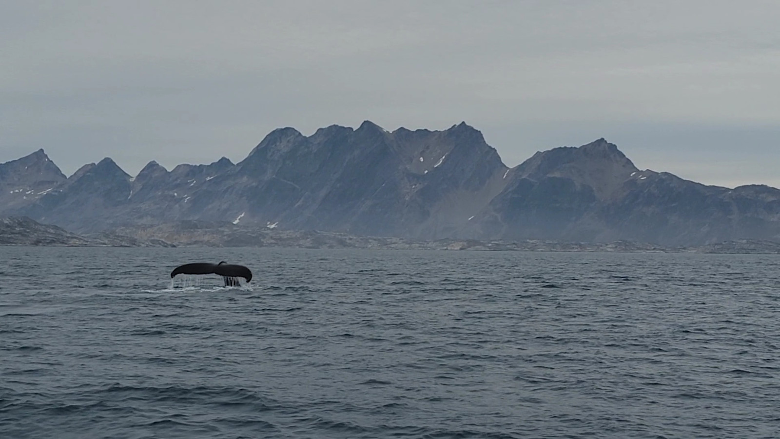 Humpback whale in East Greenland.