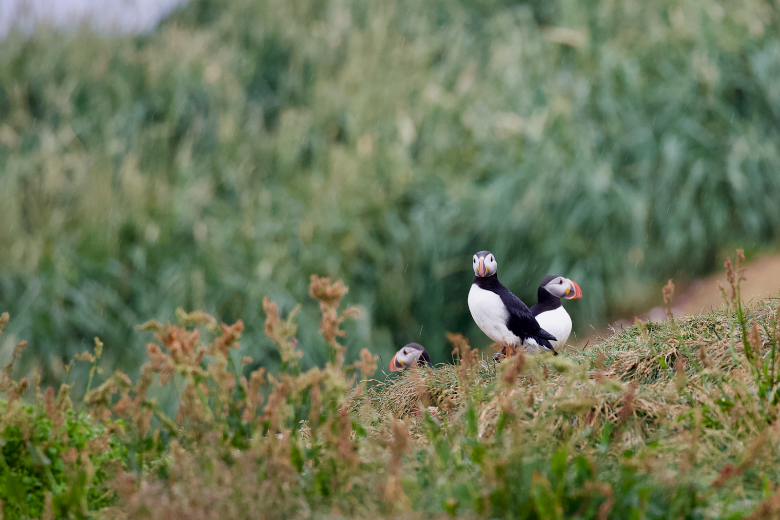 Atlantic puffin, Vigur Island, Iceland.