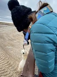 A close polar bear encounter in Churchill, Canada.