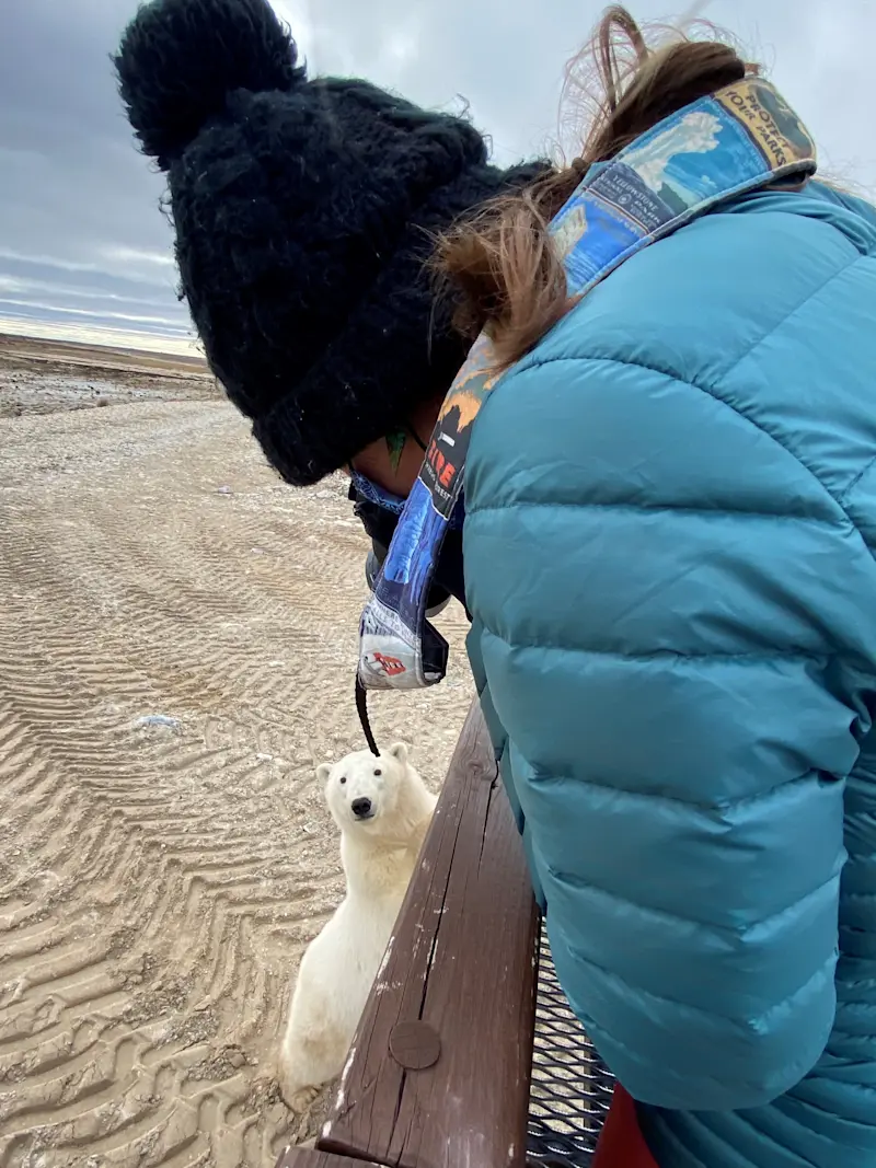 A close polar bear encounter in Churchill, Canada.
