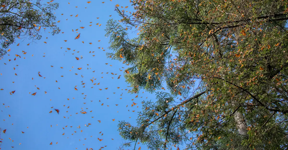 Monarch butterflies, El Rosario Butterfly Sanctuary, Angangueo, Mexico.