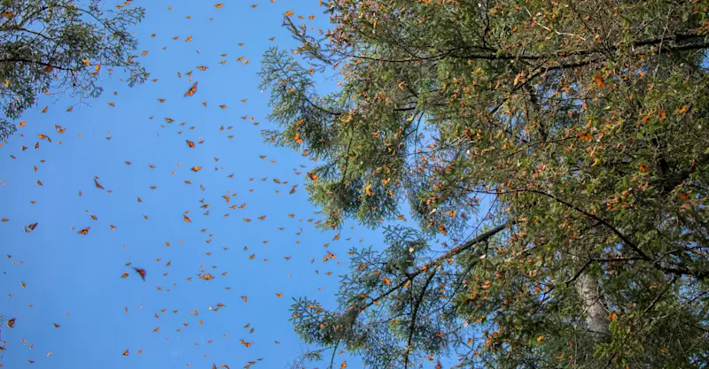 Monarch butterflies, El Rosario Butterfly Sanctuary, Angangueo, Mexico.