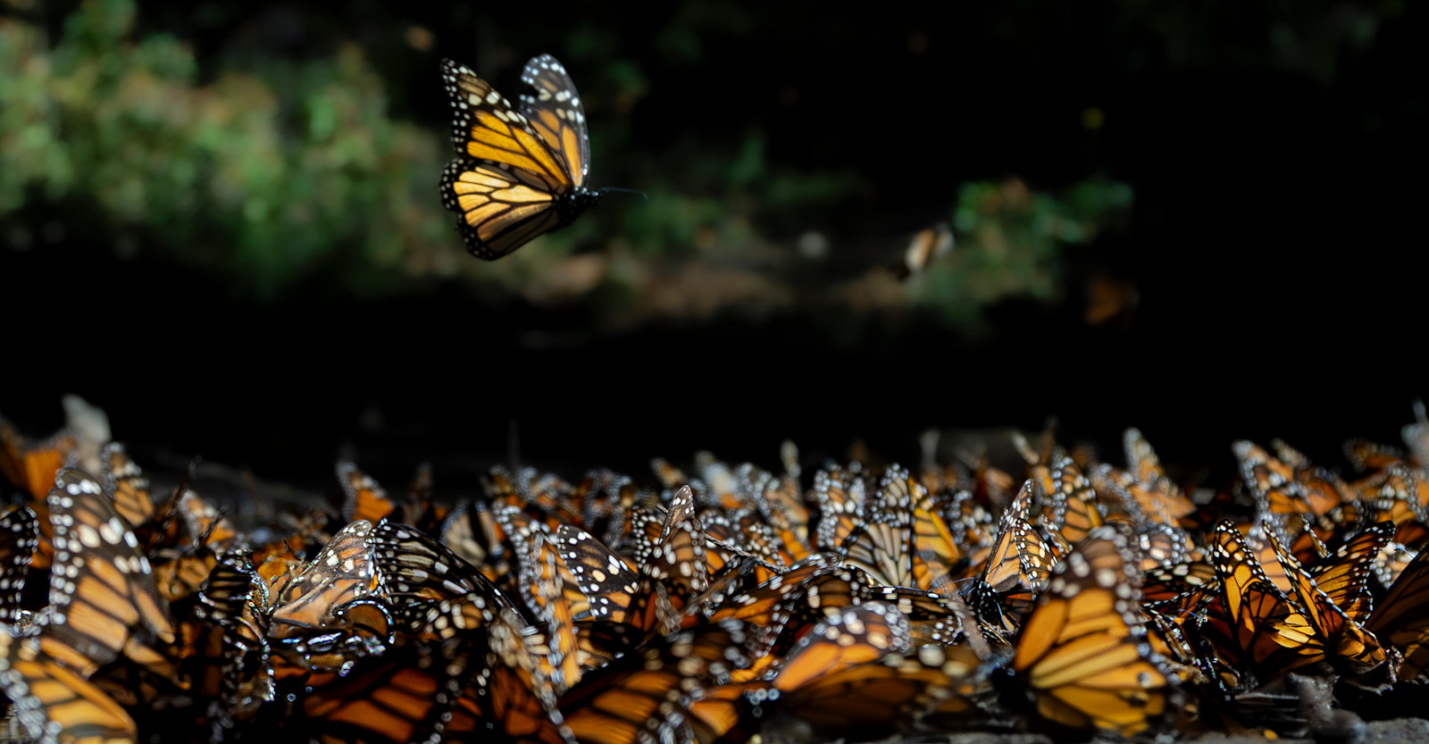 Monarch Migration, Mexico