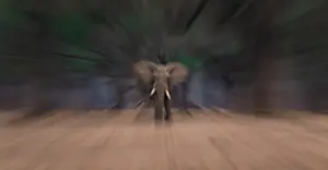 Elephant Bull, Lower Zambezi