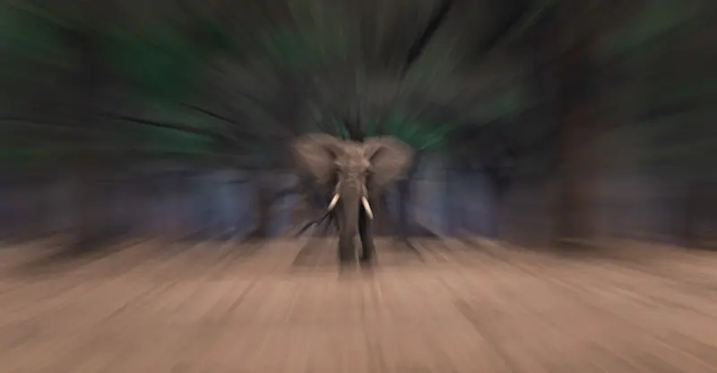 Elephant Bull, Lower Zambezi