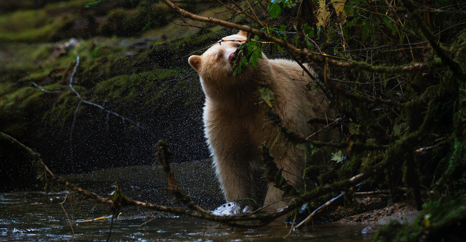 Spirit Bear