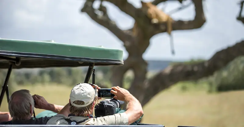 Nat Hab guests photographing lion, Serengeti,Tanzania.