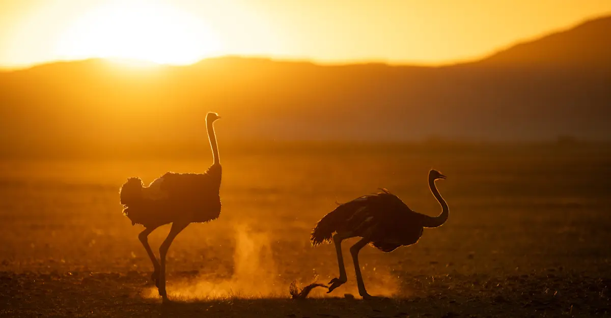 Ostrich, Namibia.