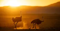 Ostrich, Namibia